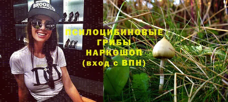 Псилоцибиновые грибы Cubensis  где купить наркоту  blacksprut как войти  Москва 